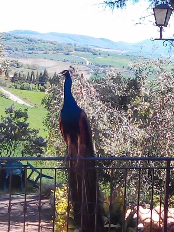 Farm stay Agriturismo Colombaiolo Pienza