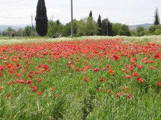 Agriturismo Colombaiolo Farm stay *