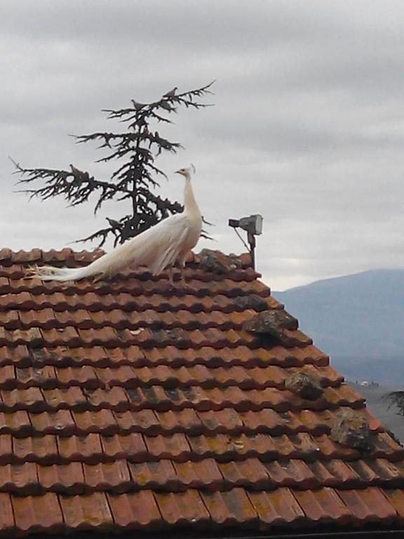 Agriturismo Colombaiolo